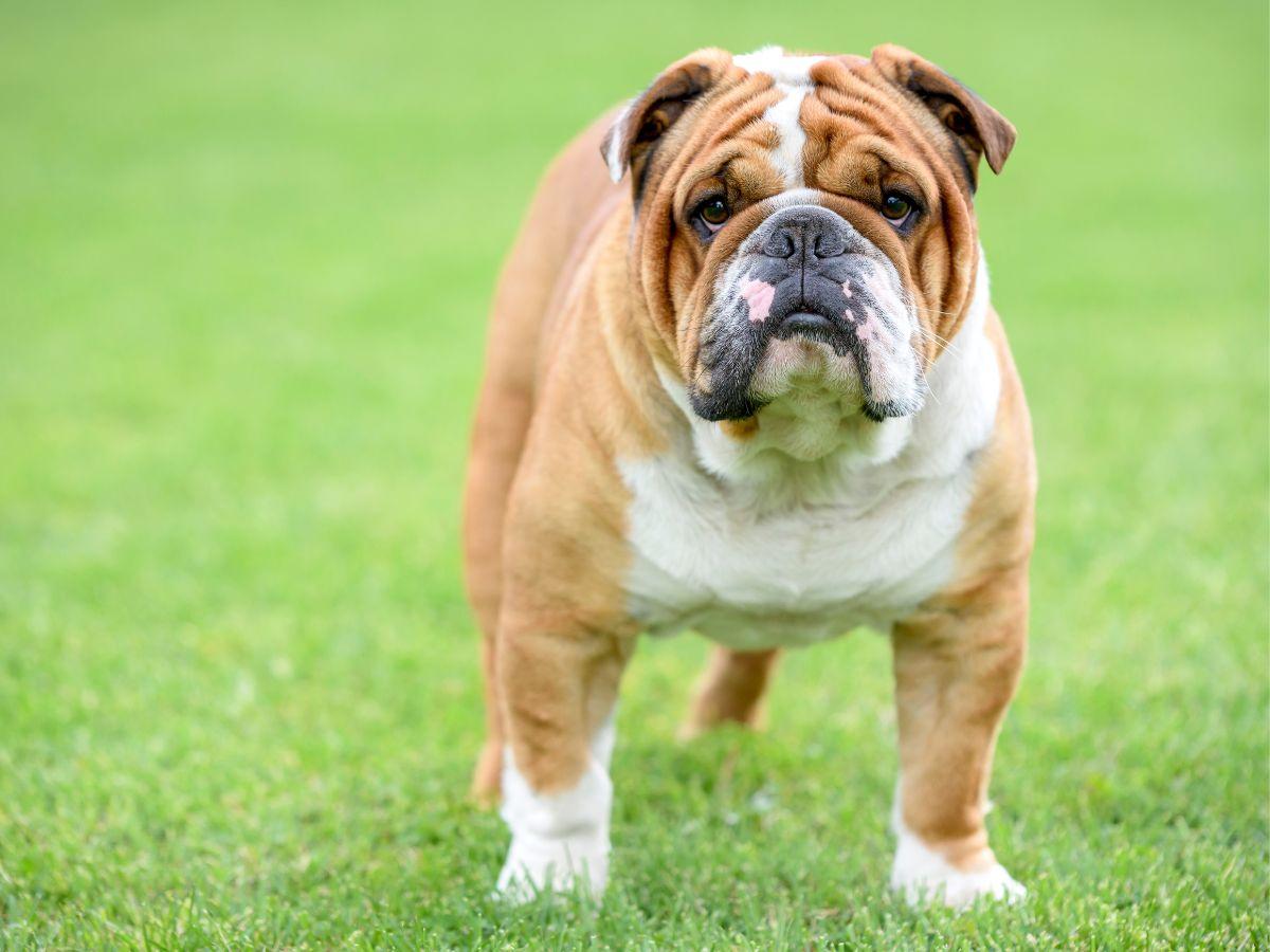 les chiens les plus laids du monde bouledogue anglais