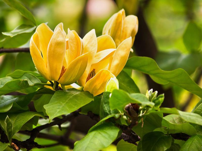 fleurs de magnolia jaunes de printemps