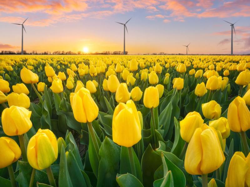 tulipes fleurs de printemps jaunes