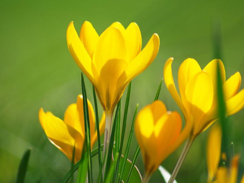 fleurs de crocus jaunes de printemps