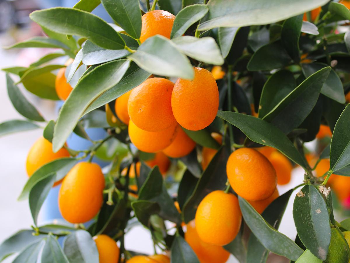 kumquat aux fruits exotiques