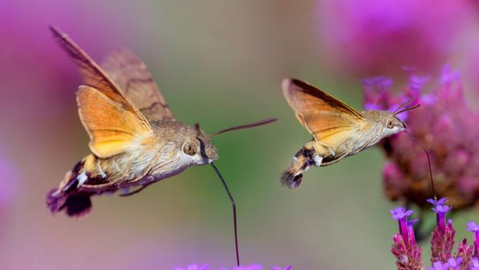 Ce n'est ni un oiseau ni un papillon.  Le colibri polonais est une charmante créature de la taille d’une noix.  Il a ses fleurs et ses moments d'activité préférés
