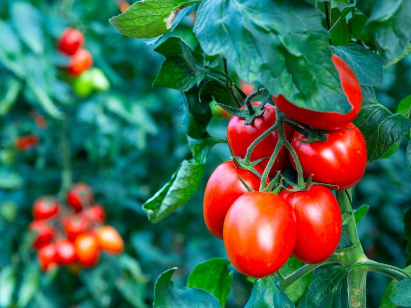 La tomate repousse-t-elle les moustiques ?