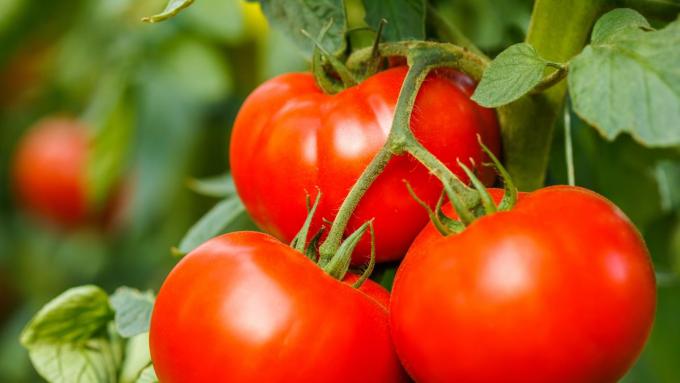 Frottez des feuilles de tomates sur votre peau ou placez-les sur la fenêtre.  Les insectes populaires et persistants vous laisseront une large place