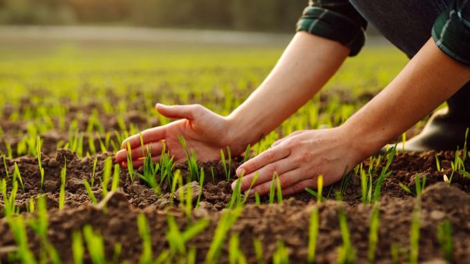 Juin est la période idéale pour mettre ces graines en terre.  Plantez des graines et regardez votre jardin magique grandir