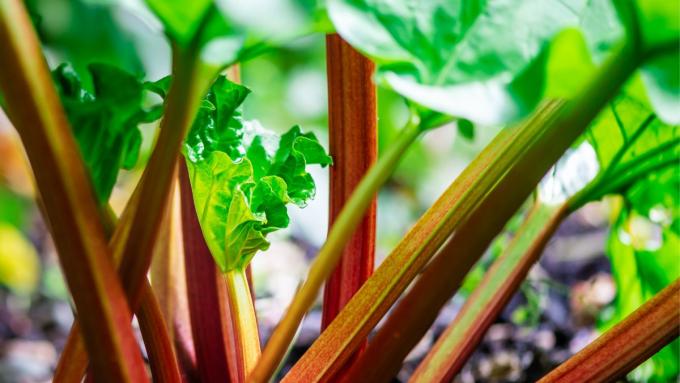 Cultiver de la rhubarbe au jardin sans aucun effort : ces règles simples vous aideront à faire pousser de belles tiges longues et savoureuses