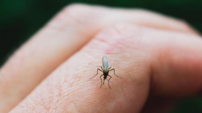 Les scientifiques savent déjà qui est le plus souvent piqué par les moustiques.  C'est pourquoi tu ne peux pas t'en débarrasser