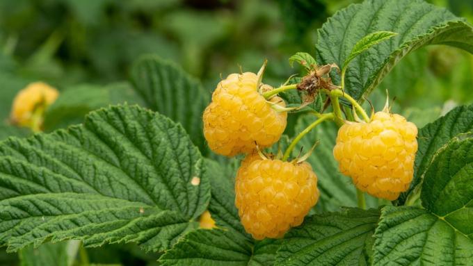 Un fruit populaire du jardin potager dans une version exotique.  Comment faire pousser des framboises jaunes pour qu'elles produisent des récoltes abondantes ?